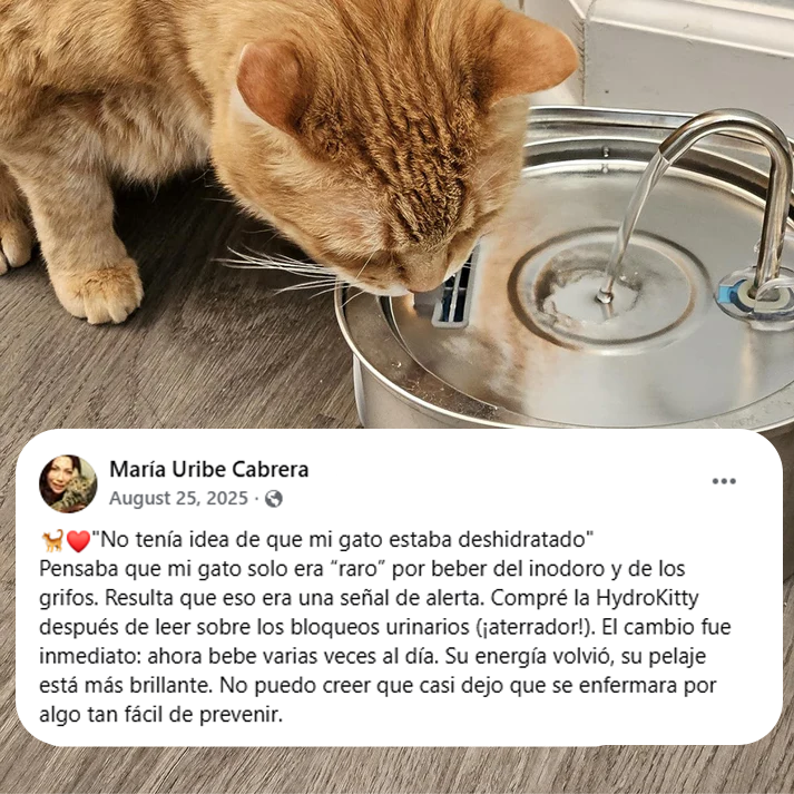 Hydro Kitty™ Fuente De Agua De Acero Inoxidable